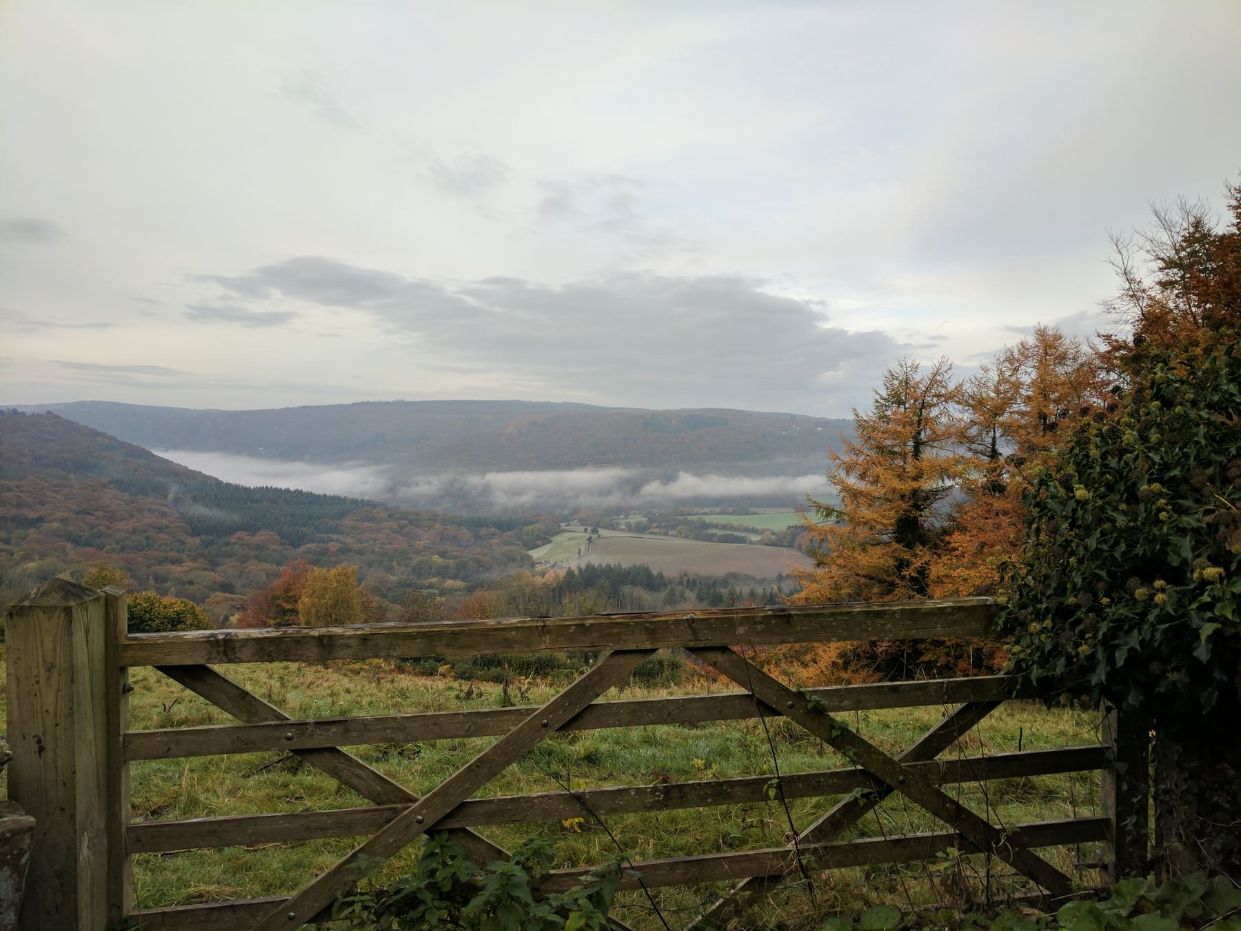 The view over the gate on a grey autumn morning: autumn woods falling away into the Wye Valley, a long ribbon of white mist lying along the river below the wooded hills, one golden larch bright against the dark trees.
