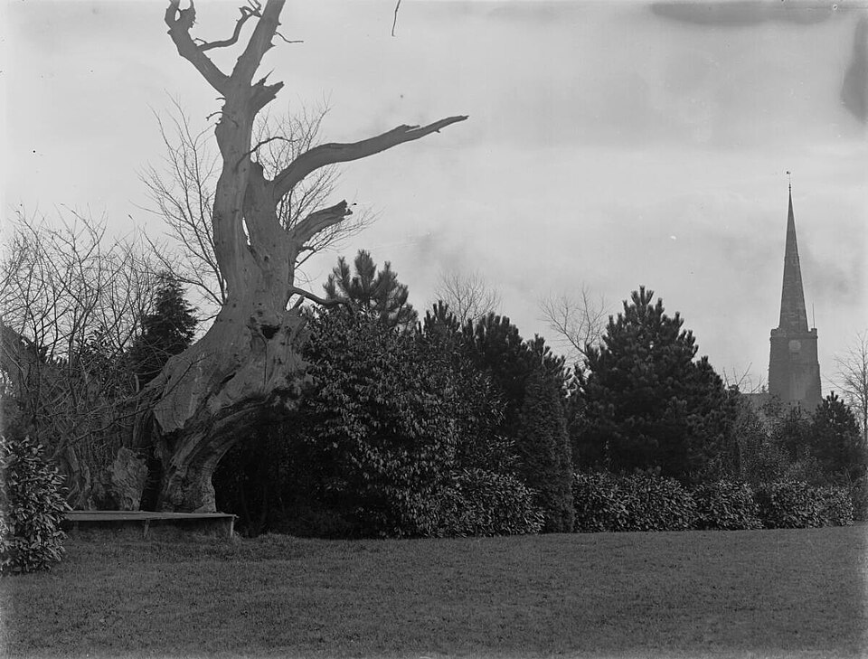 Bathurst Park photographed in 1905: mown grass in the foreground, a plain wooden bench under an enormous dead hollow oak with bare broken limbs, a hedge and evergreen shrubs behind it, and the tower and spire of Lydney church rising over the trees on the right.