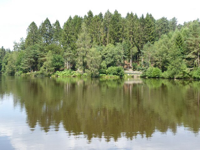 Mallards Pike lake in the Forest of Dean in high summer: still brown-green water reflecting a shoreline of tall conifers and birches in full leaf, with a small wooden footbridge visible among the trees on the far bank under a bright hazy sky.