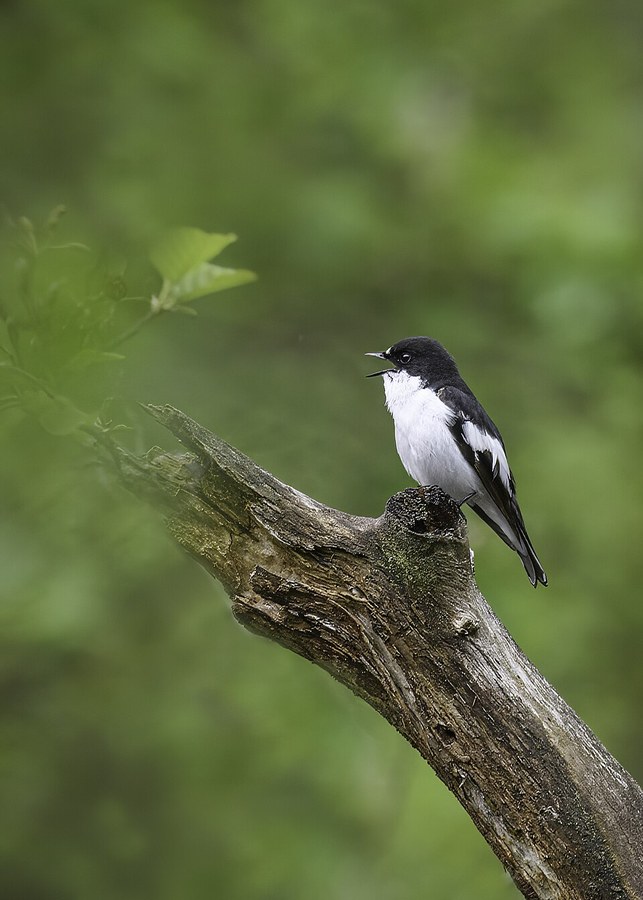 A male pied flycatcher in song: a small bird with a black back and head, white breast and a bold white wing patch, perched on a weathered mossy snag with its beak open, against a soft green haze of spring leaves.