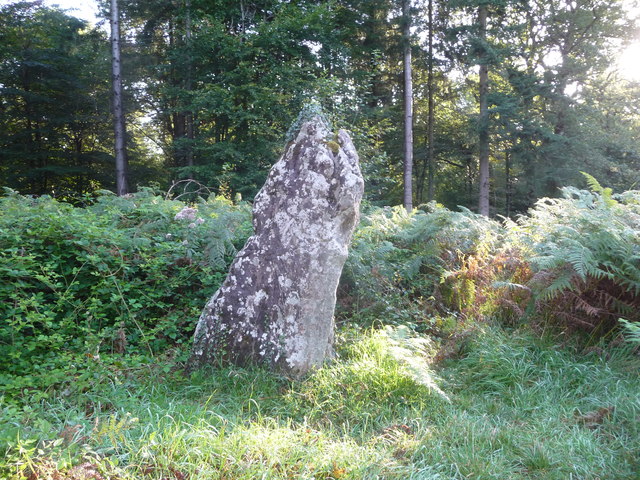 The Long Stone at Staunton: a weathered pillar of grey conglomerate about head height, patched with pale lichen, standing upright in rough grass with bracken and the trees of the roadside behind it, lit low by evening sun through the wood.