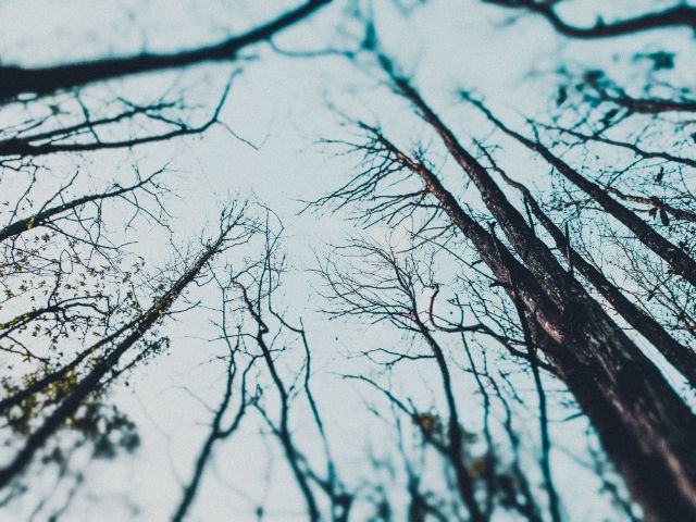 Bare branches reaching into a pale winter sky