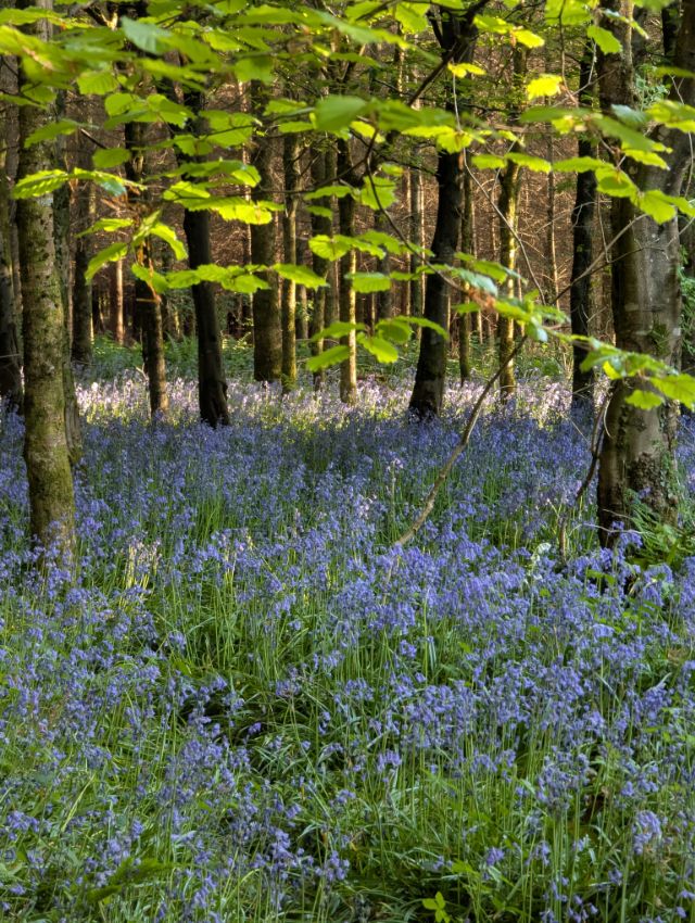 A carpet of bluebells under young beech leaves