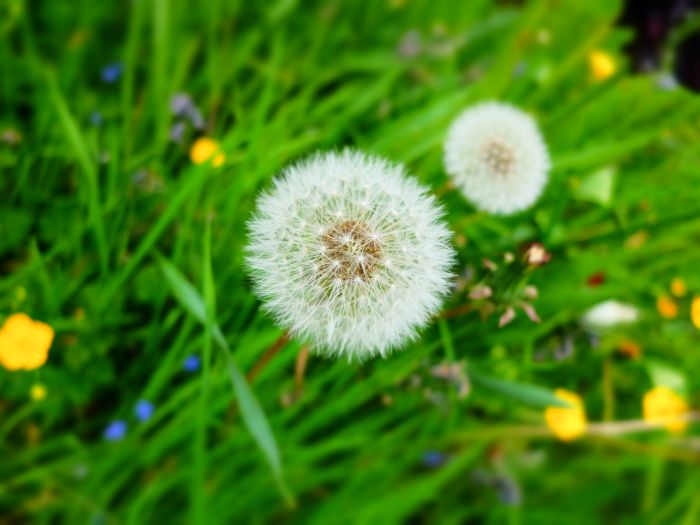 Two dandelion clocks standing together in long grass