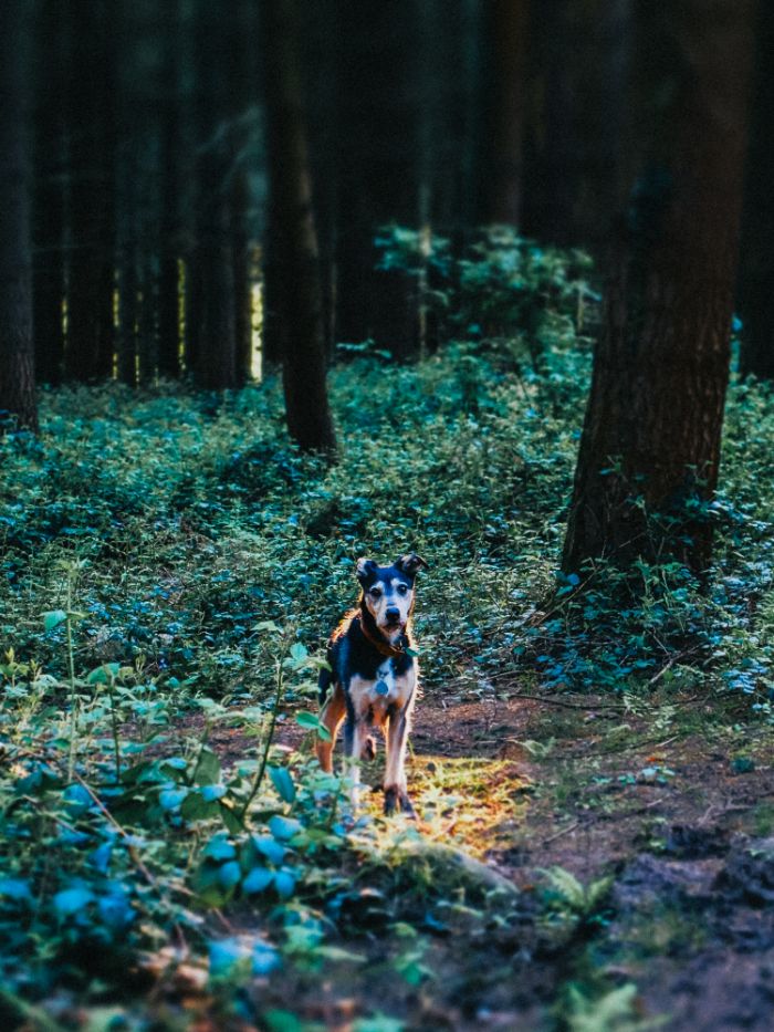 A woodland path lit by a patch of low sun, inviting a walk