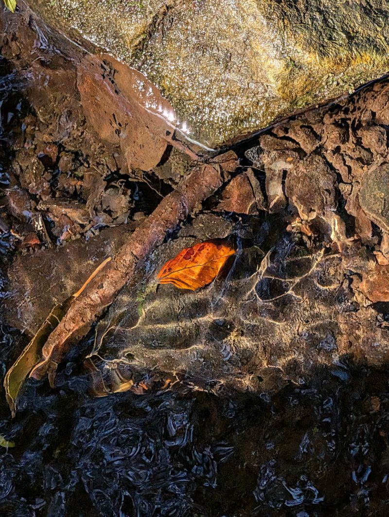 A copper leaf glowing under the rippling surface of a sunlit stream