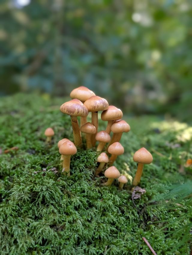 Tiny toadstools rising out of deep green moss