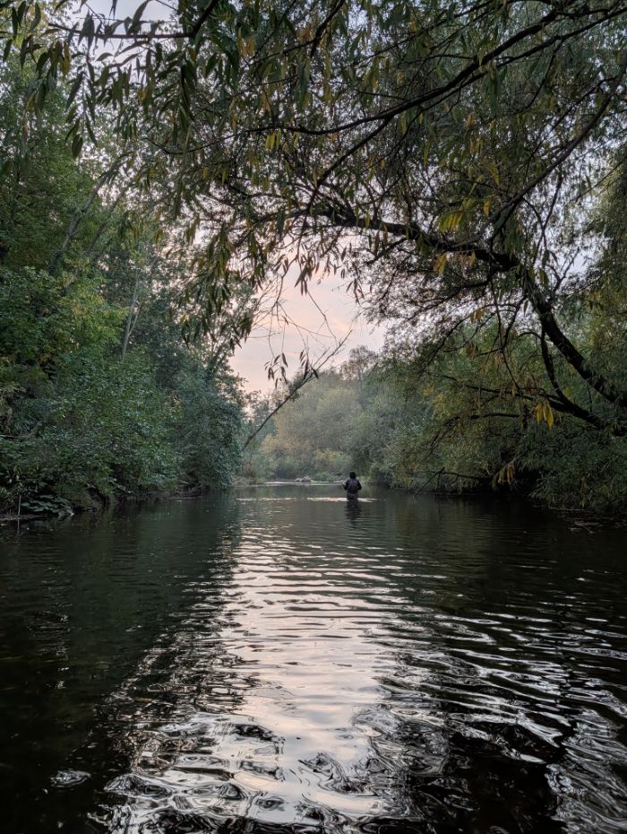 A river at dusk, trees leaning low over still water