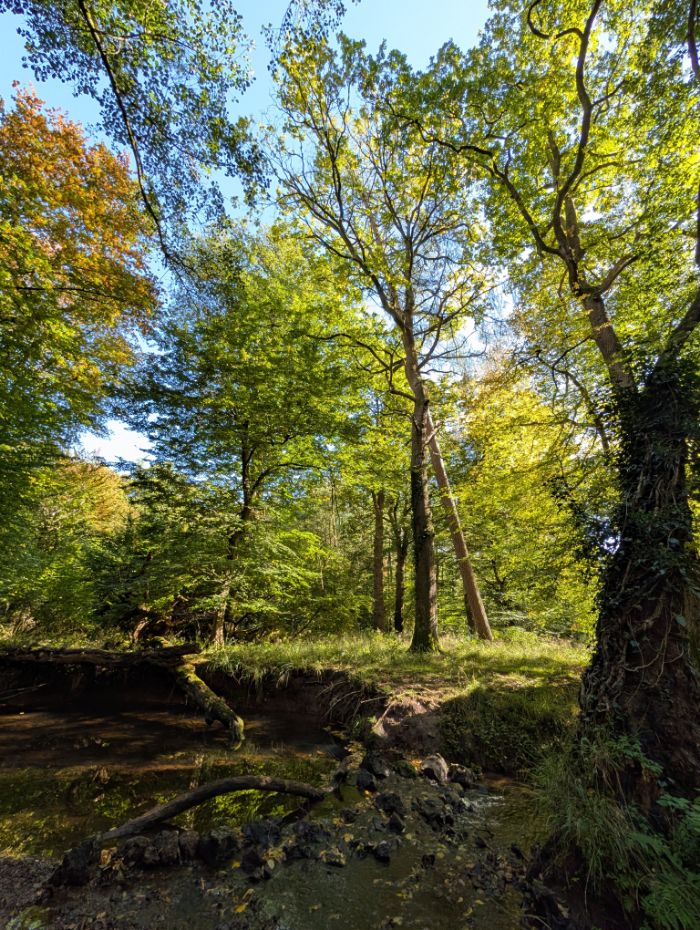 Low sun catching a green woodland bank above a stream