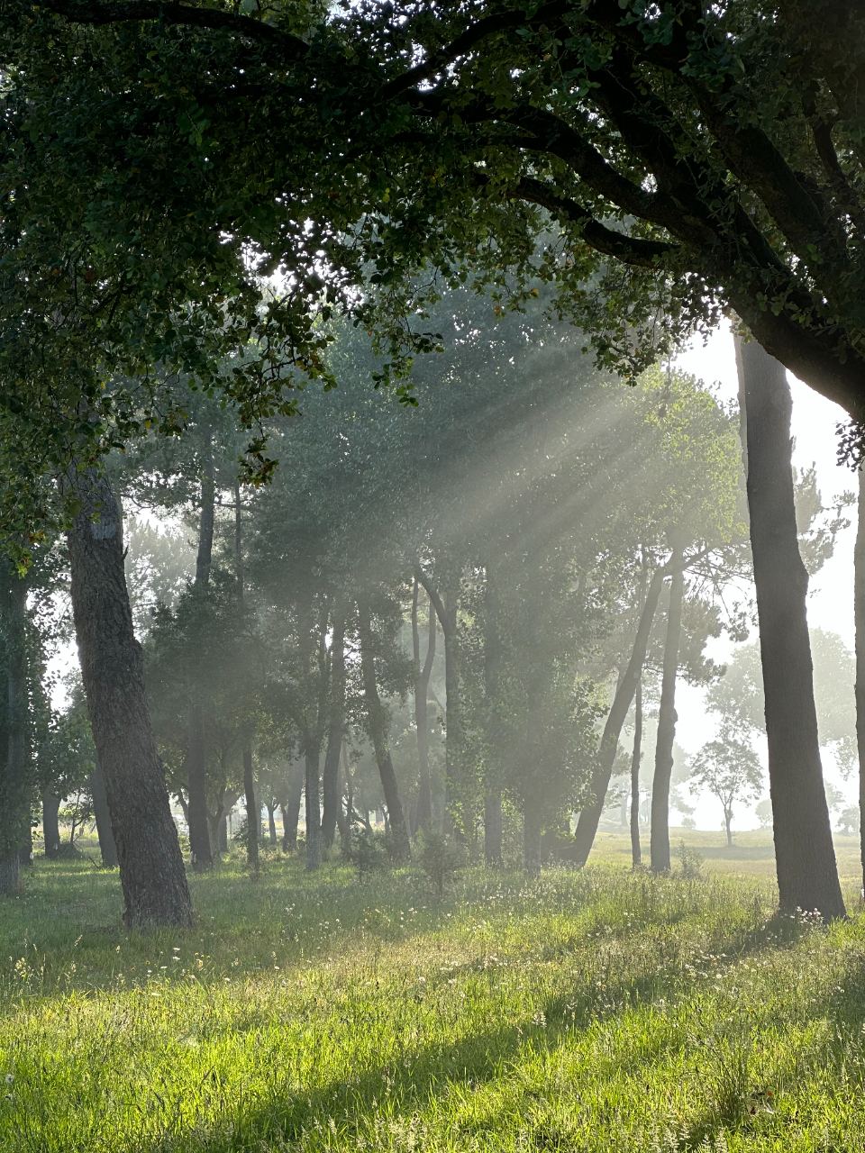 Morning light through misty woodland, the kind of place a glimmer hides